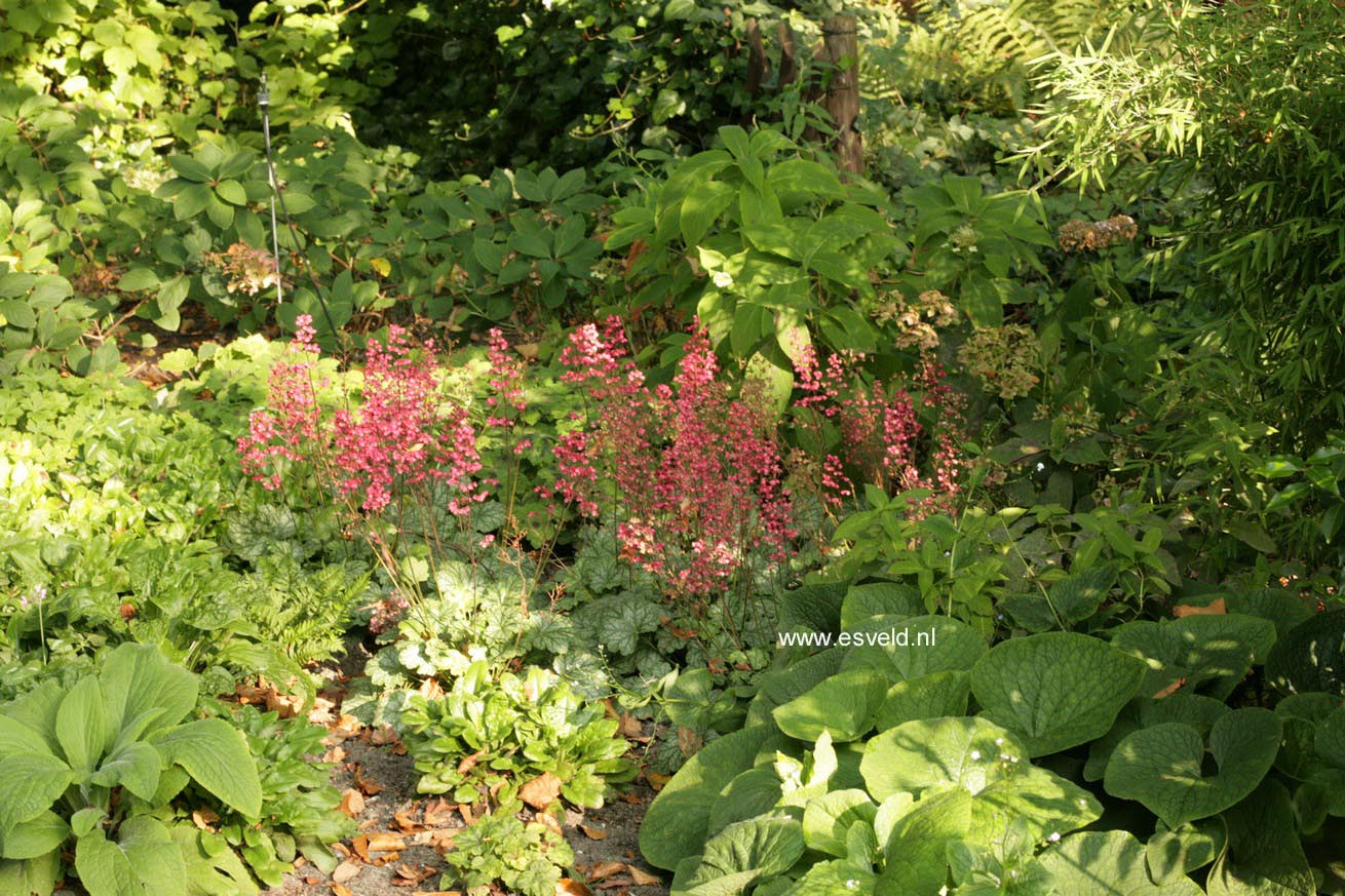 Heuchera 'Paris'