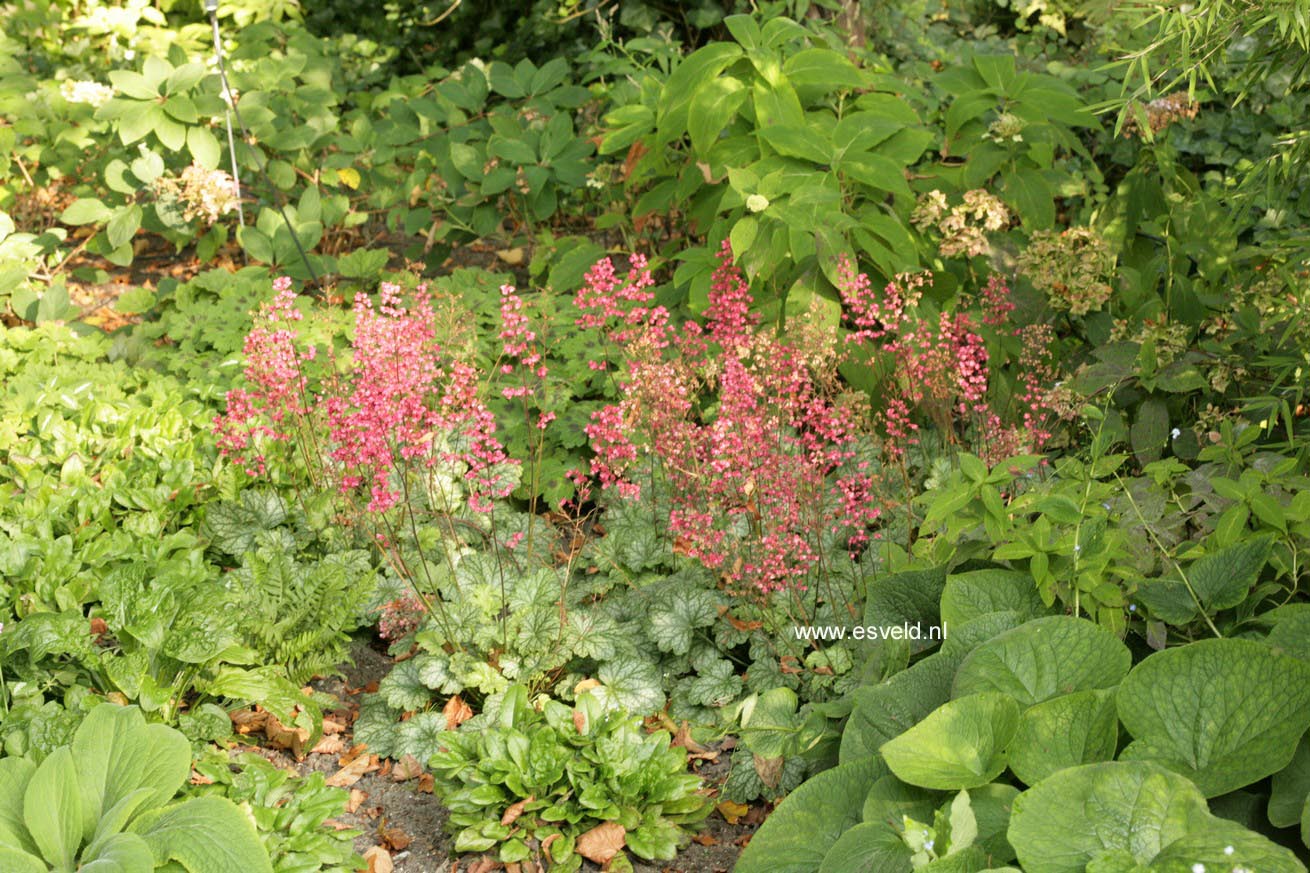 Heuchera 'Paris'