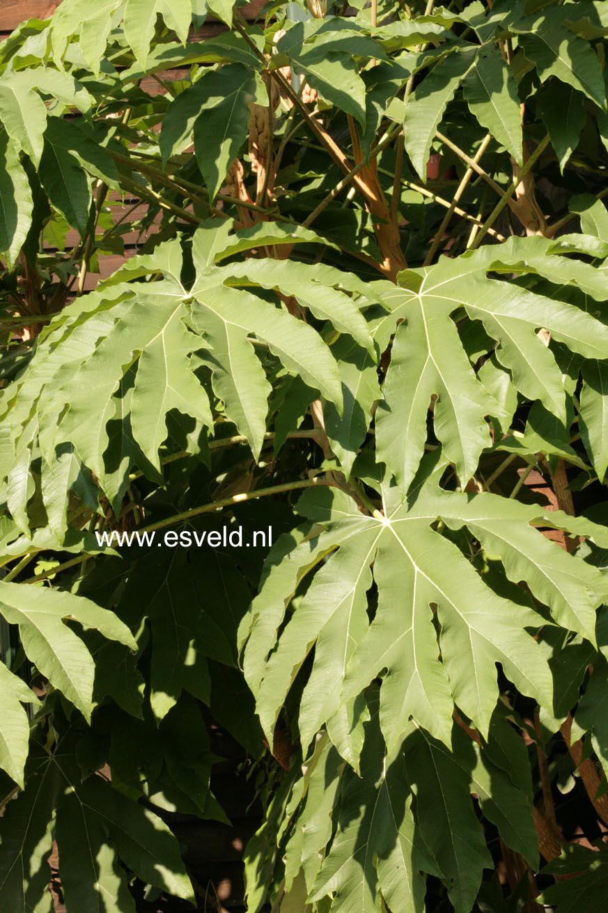 Tetrapanax papyrifer 'Rex'