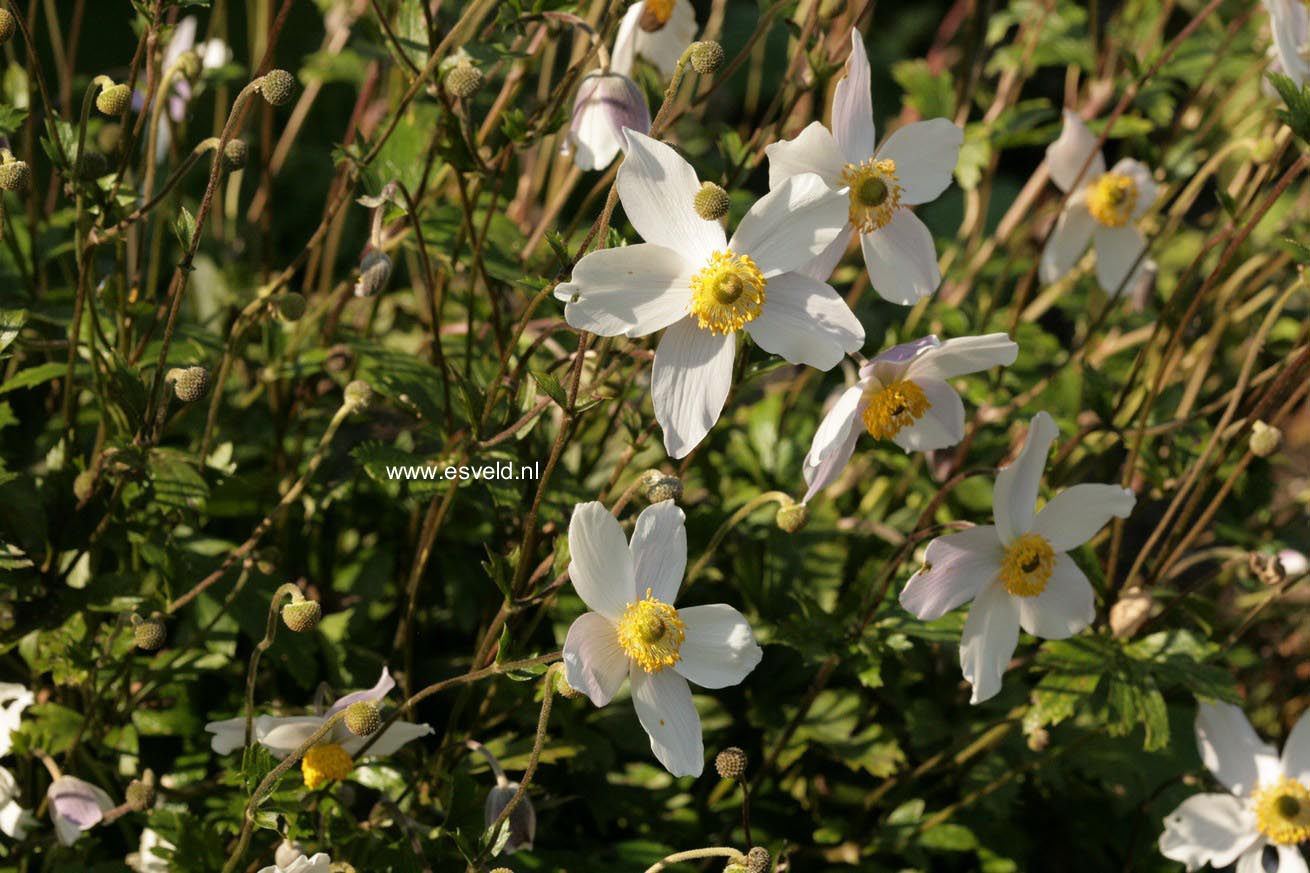 Anemone japonica 'Wild Swan'