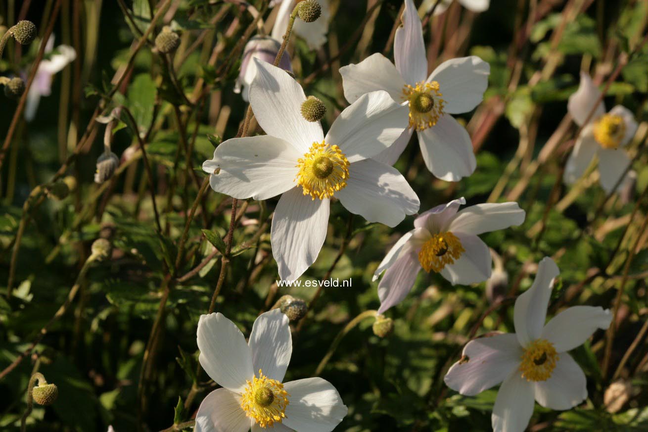 Anemone japonica 'Wild Swan'