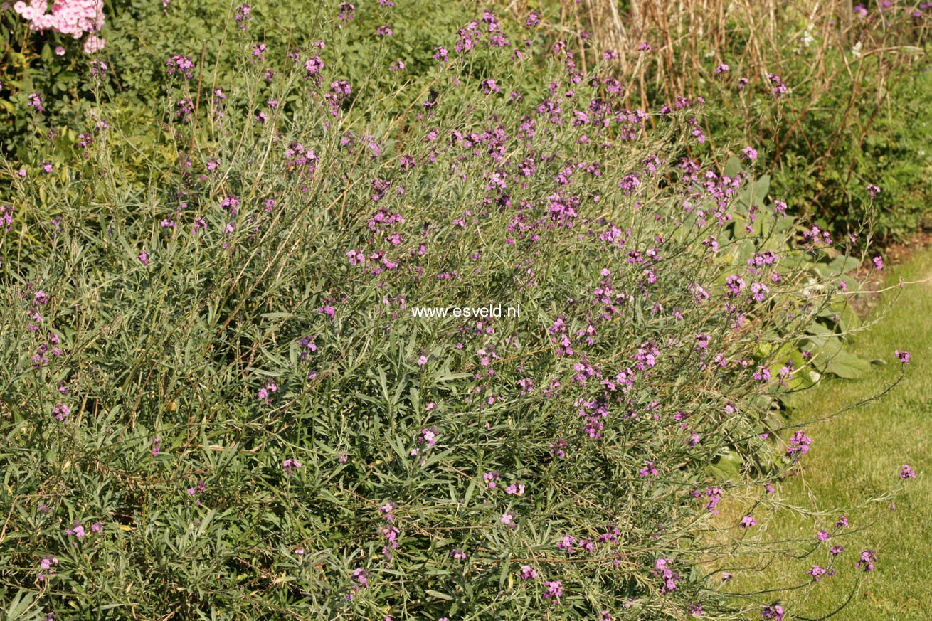 Erysimum 'Bowles Mauve'