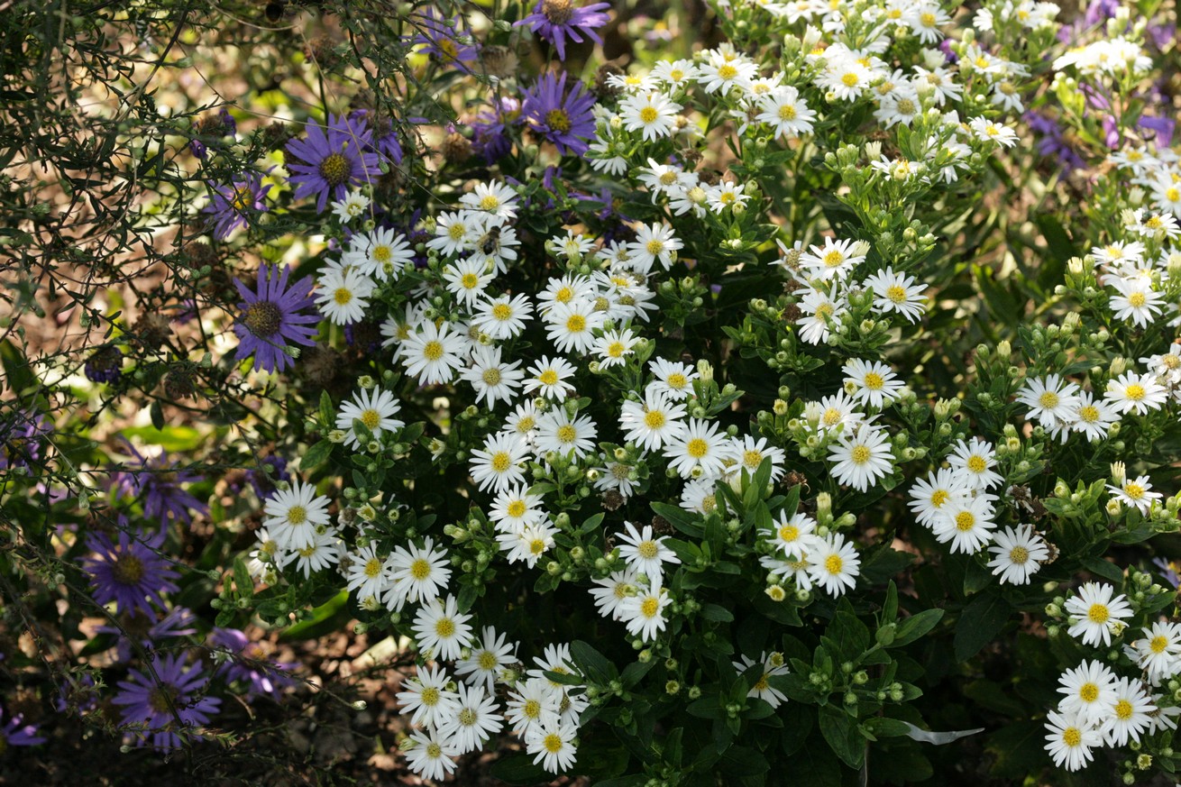 Aster ageratoides 'Starshine'