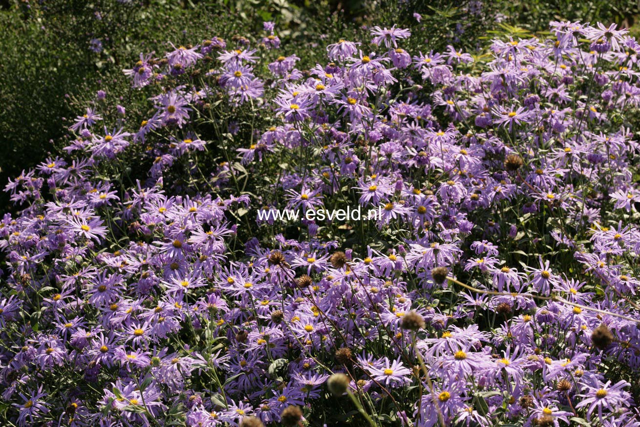 Aster thomsonii