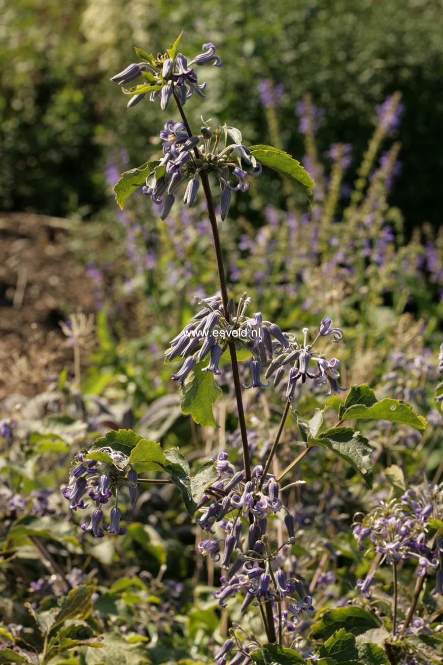 Clematis heracleifolia