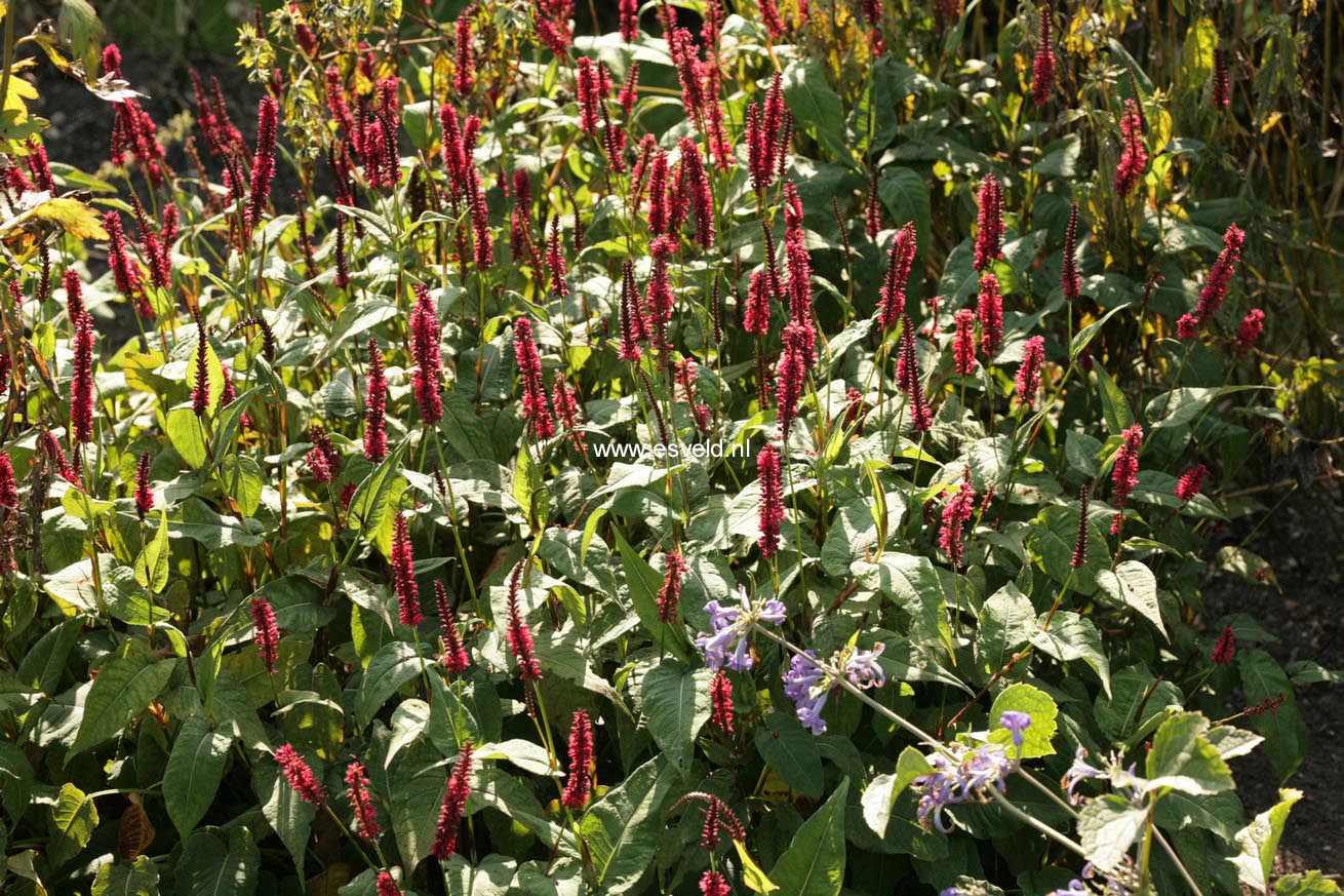 Persicaria amplexicaulis 'Blackfield'