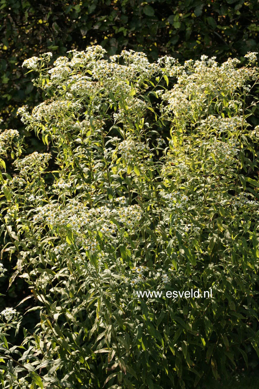 Aster umbellatus