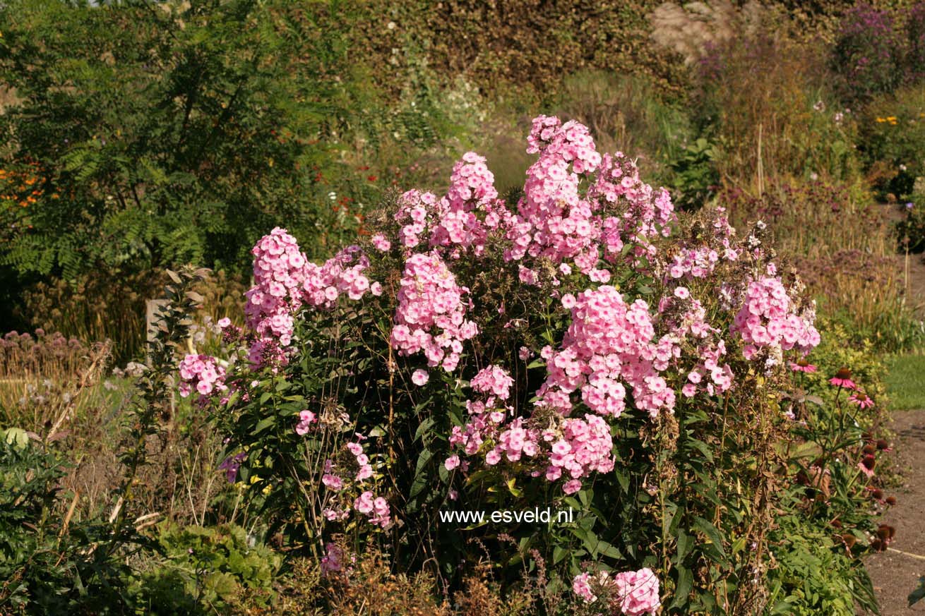 Phlox 'Herbstwalzer'