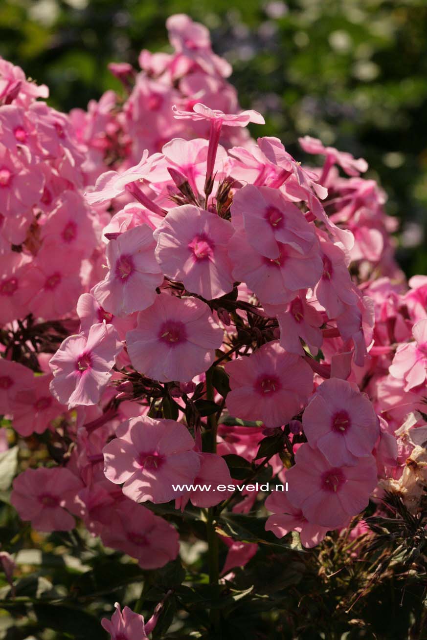 Phlox 'Herbstwalzer'