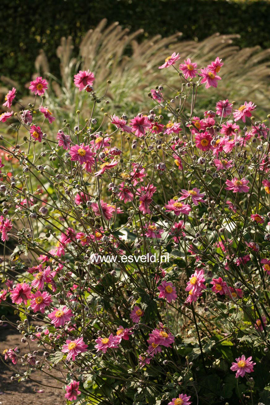 Anemone hybrida 'Pamina'