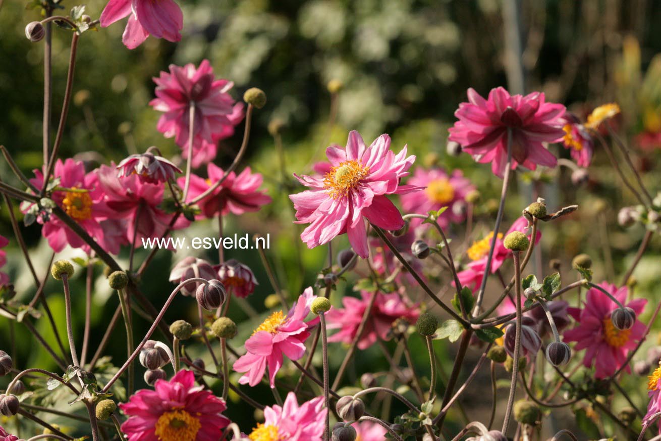 Anemone hybrida 'Pamina'