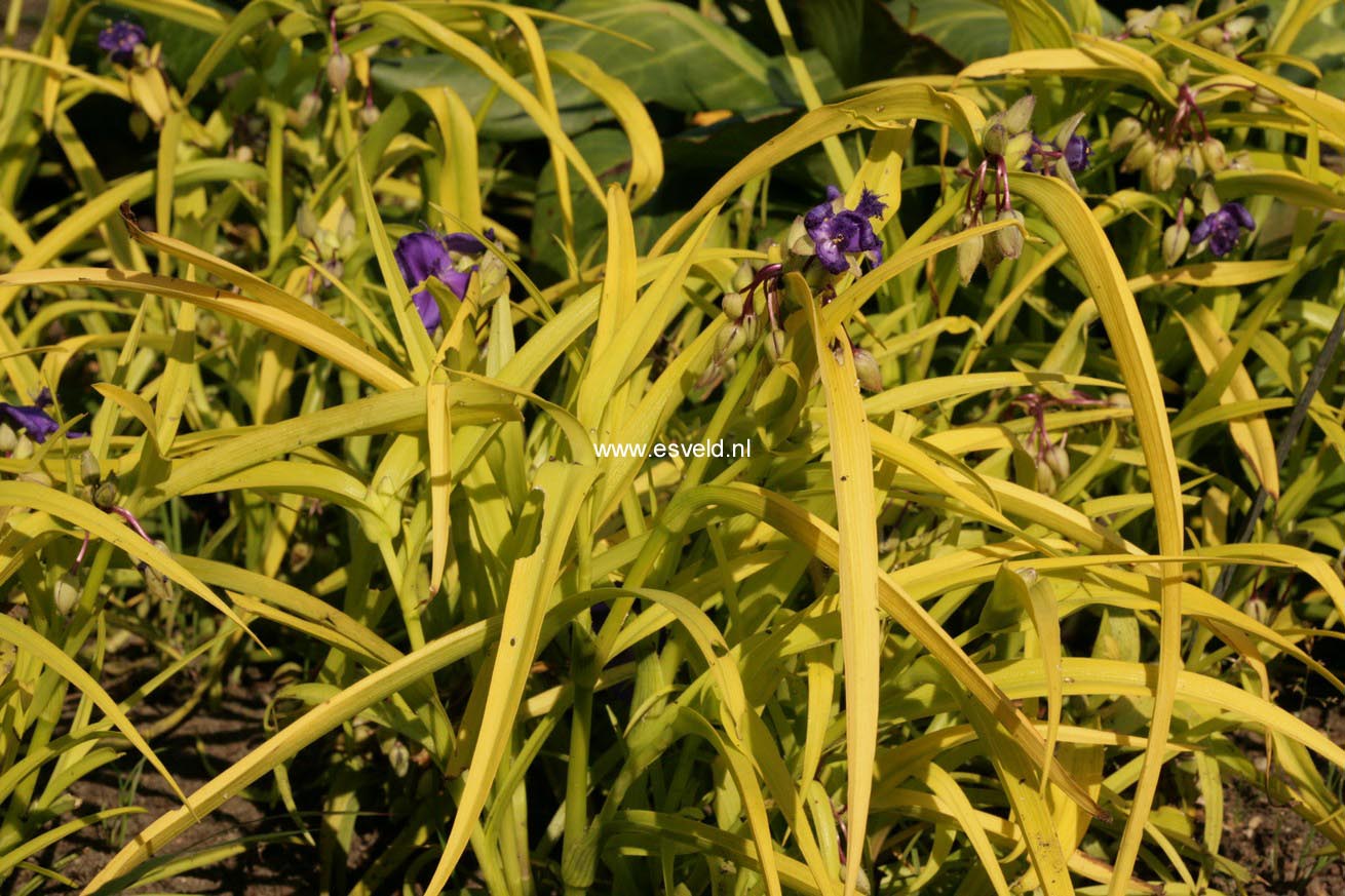 Tradescantia andersoniana 'Sweet Kate'