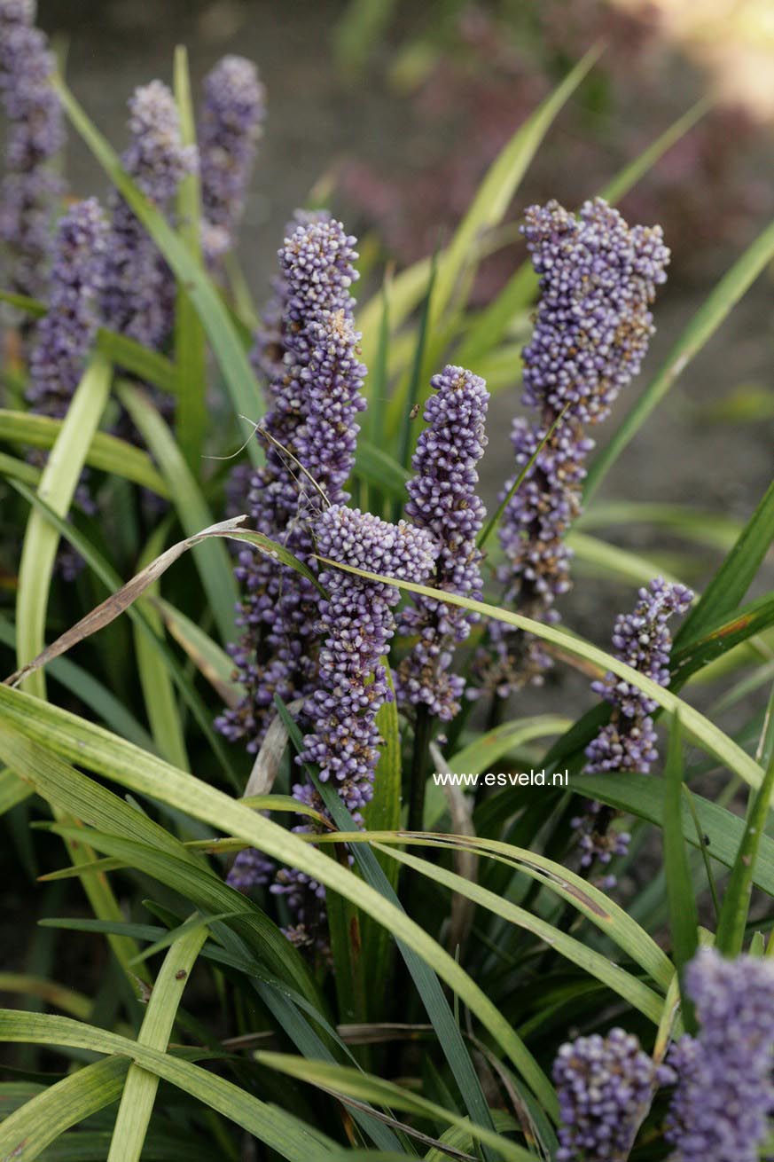 Liriope muscari 'Ingwersen'