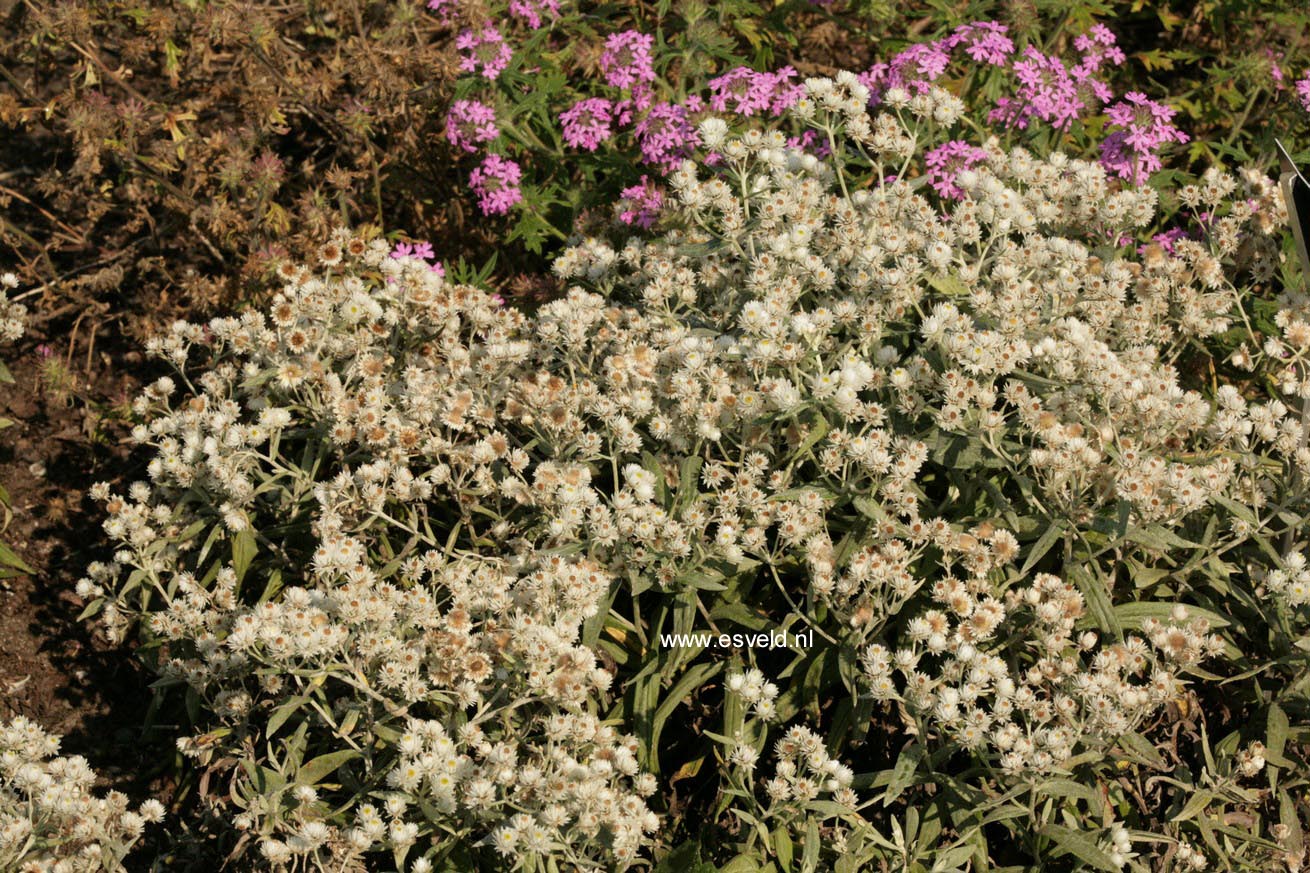 Anaphalis triplinervis 'Sommerschnee'