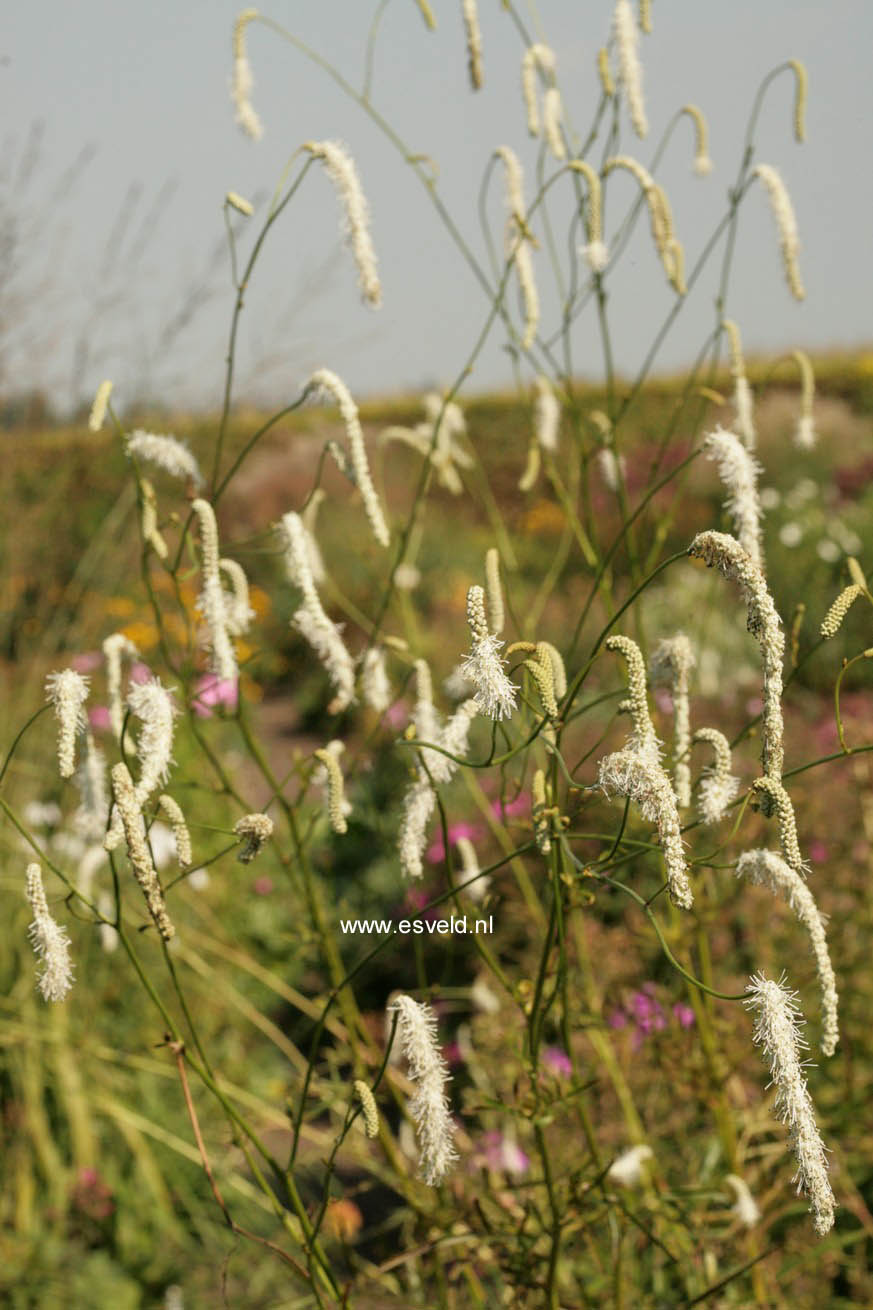 Plantentuin Esveld