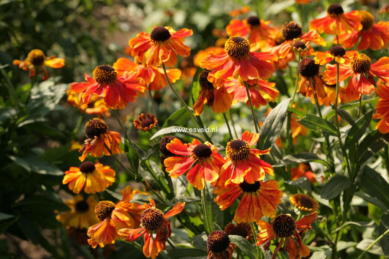 Helenium 'Sahin's Early Flowerer'