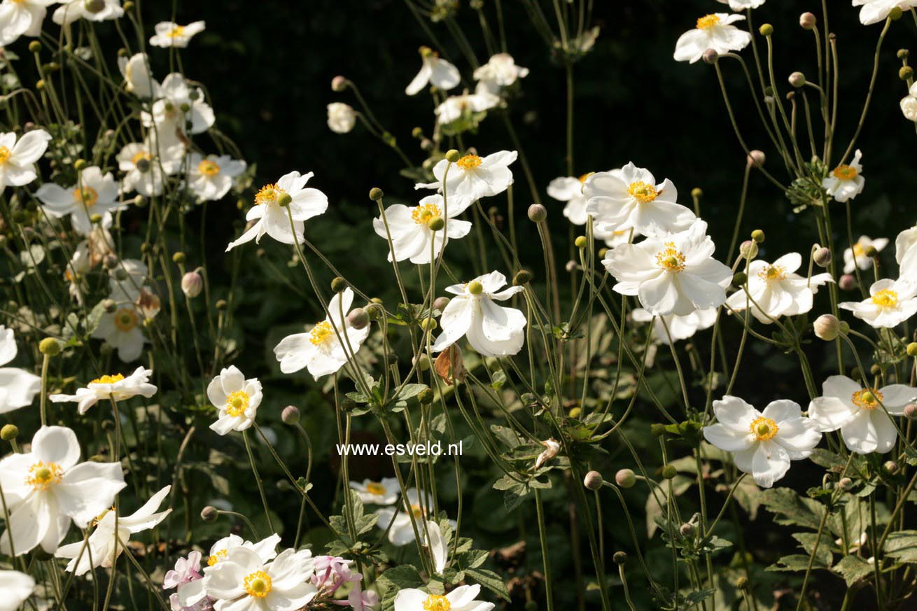 Anemone hybrida 'Honorine Jobert'