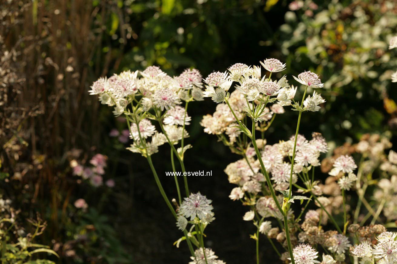 Astrantia major 'Shaggy'