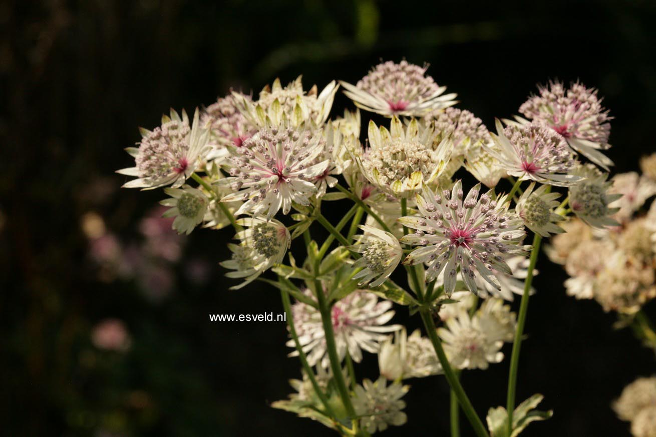 Astrantia major 'Shaggy'