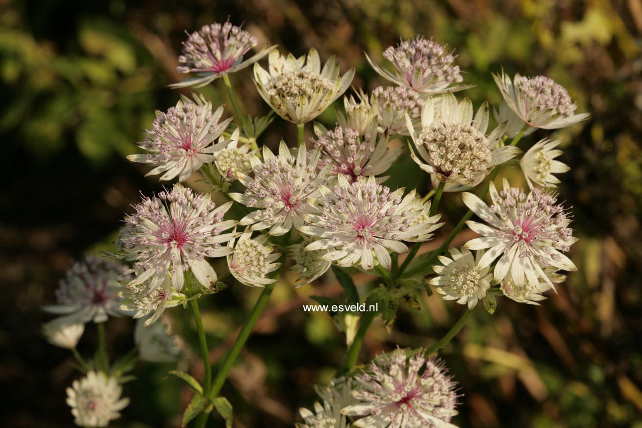 Astrantia major 'Shaggy'