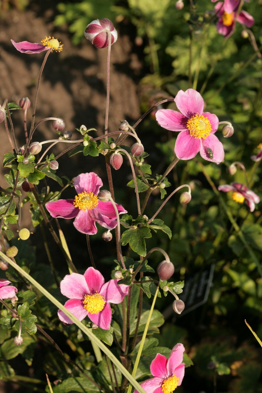 Anemone hupehensis 'Splendens'