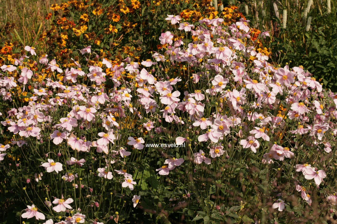 Anemone hybrida 'Loreley'