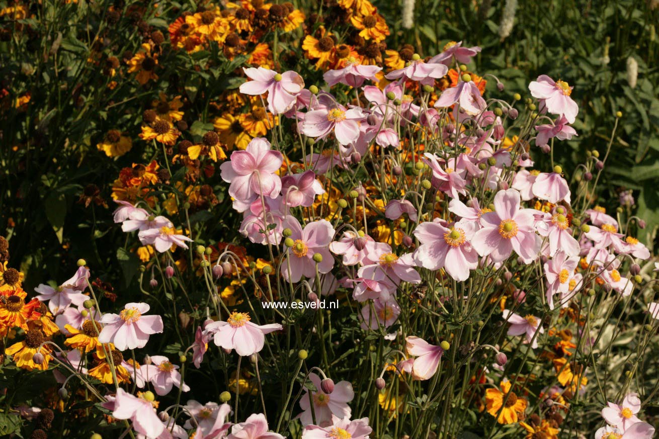 Anemone hybrida 'Loreley'
