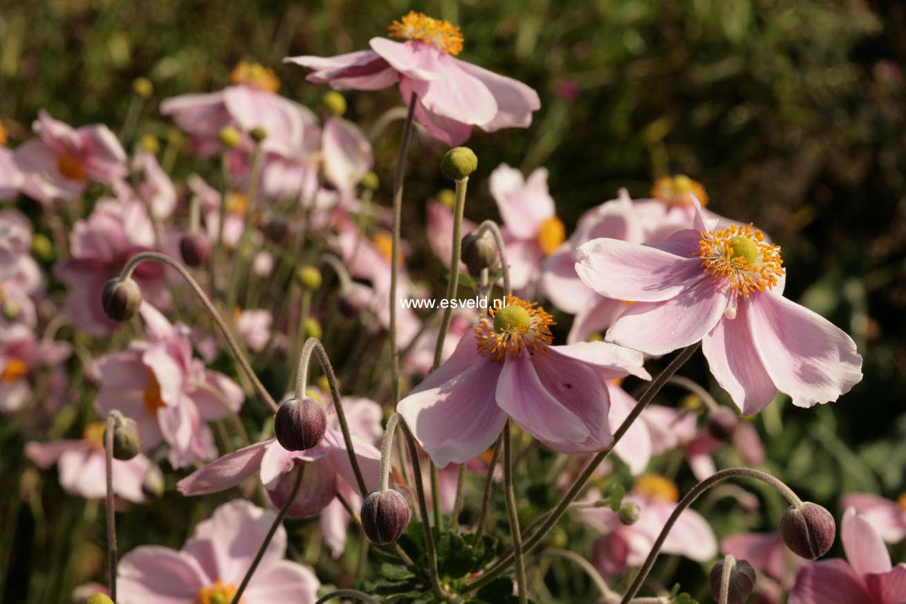 Anemone hybrida 'Loreley'