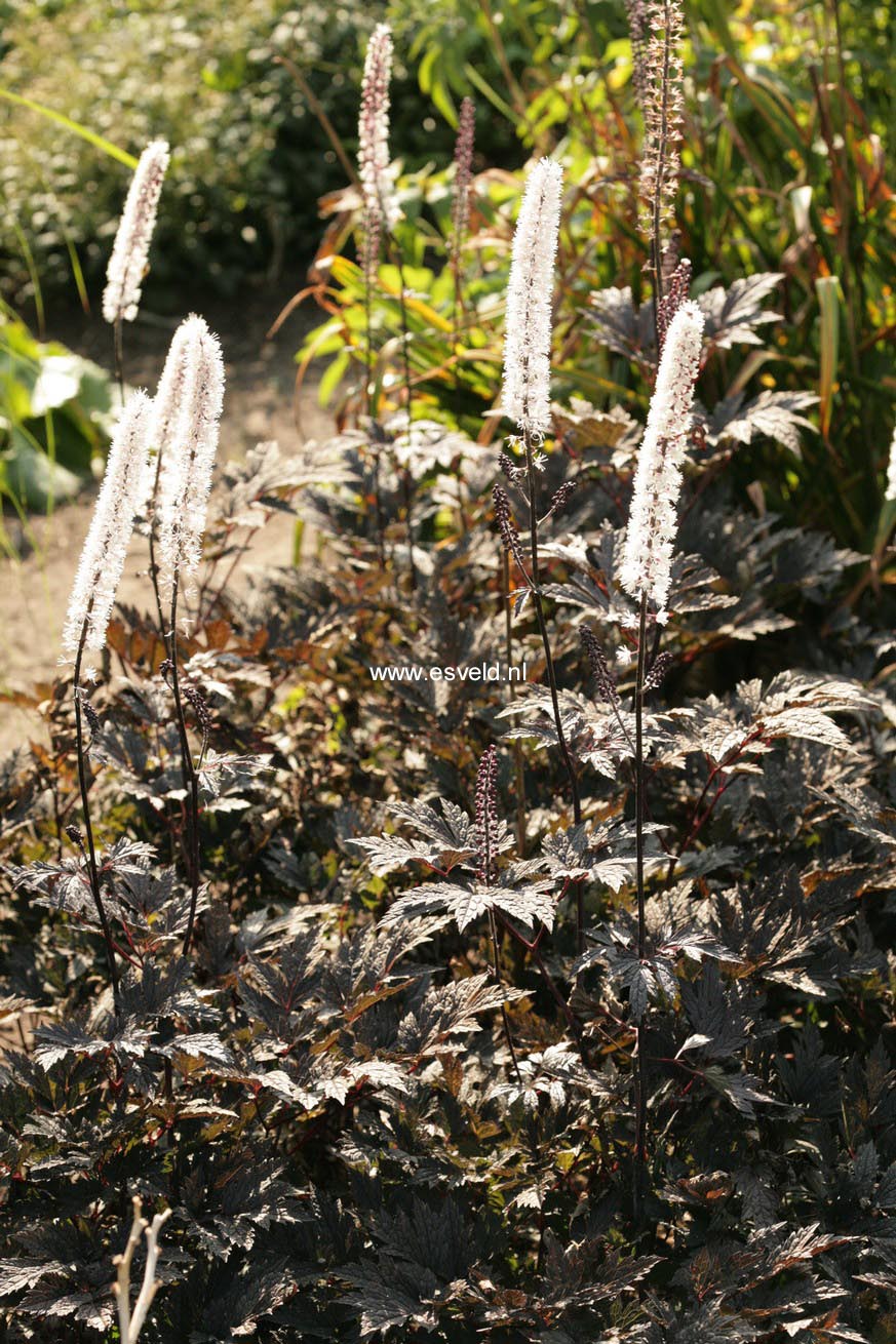 Actaea simplex 'Brunette'