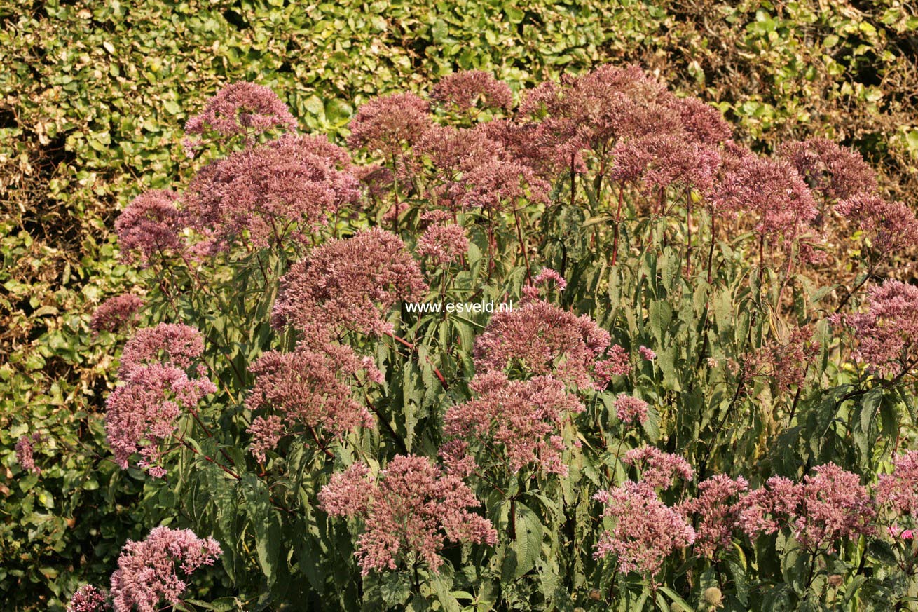 Eupatorium maculatum 'Gateway'