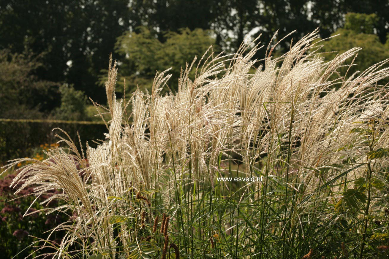 Miscanthus sinensis 'Dronning Ingrid'