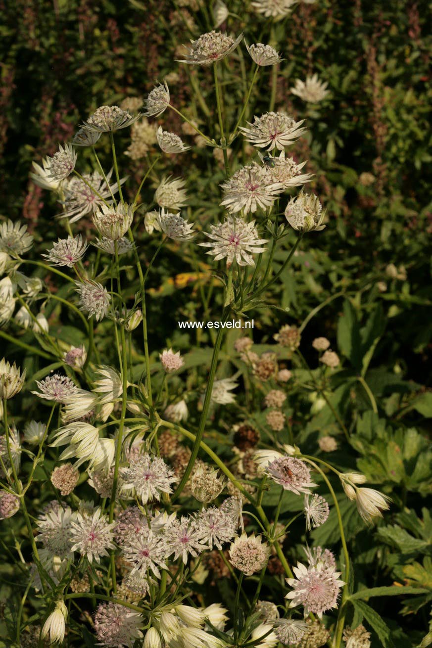 Astrantia 'Buckland'