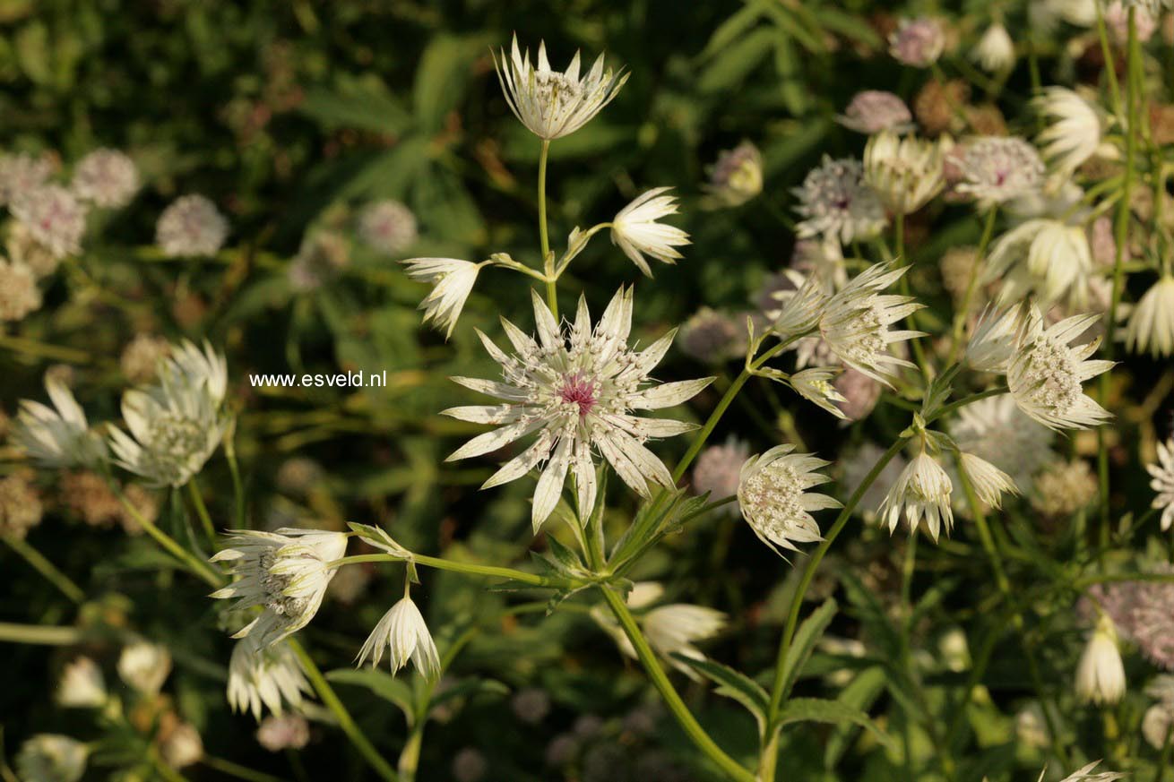 Astrantia 'Buckland'