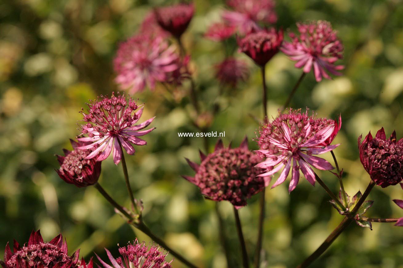 Astrantia major 'Ruby Wedding'