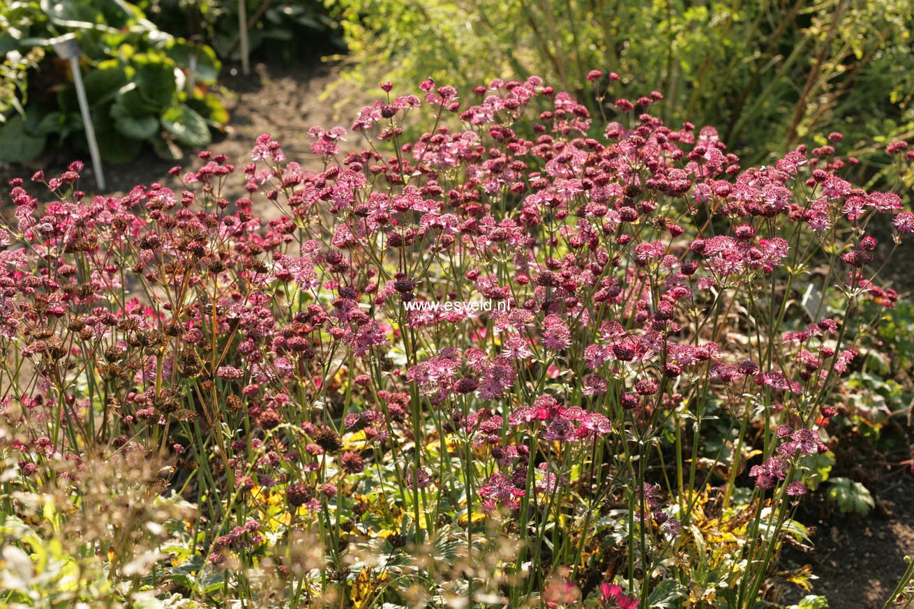 Astrantia major 'Ruby Wedding'