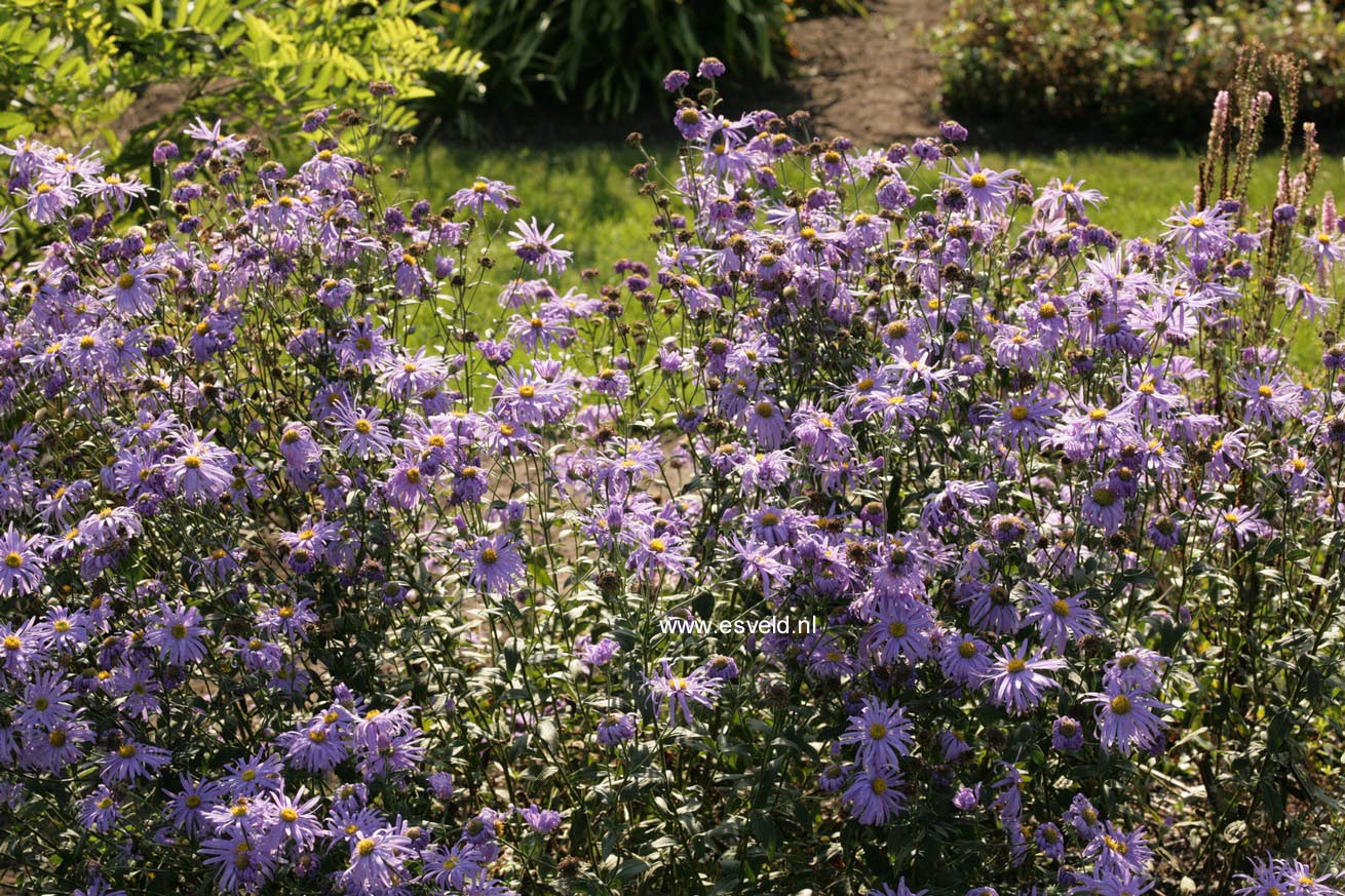 Aster thomsonii