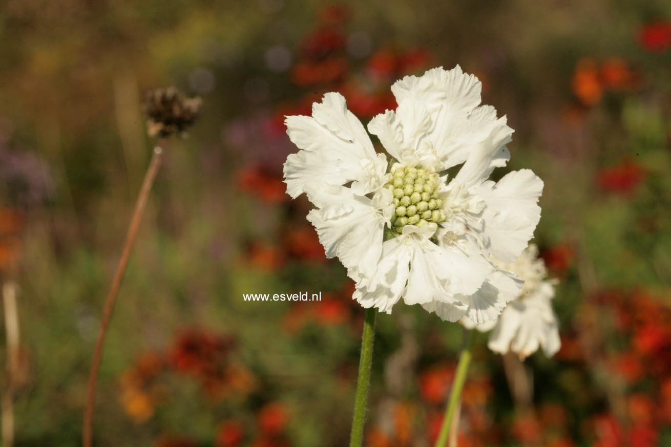 Scabiosa caucasica 'Miss Willmott'