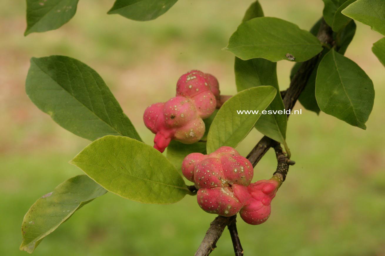 Magnolia kobus