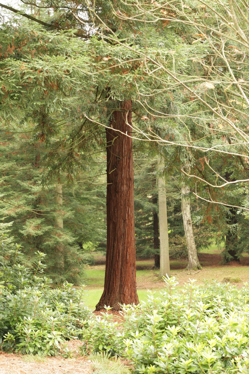 Sequoiadendron giganteum