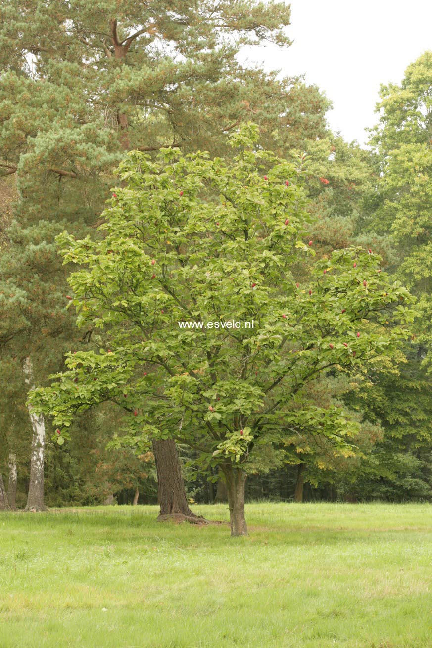 Magnolia obovata