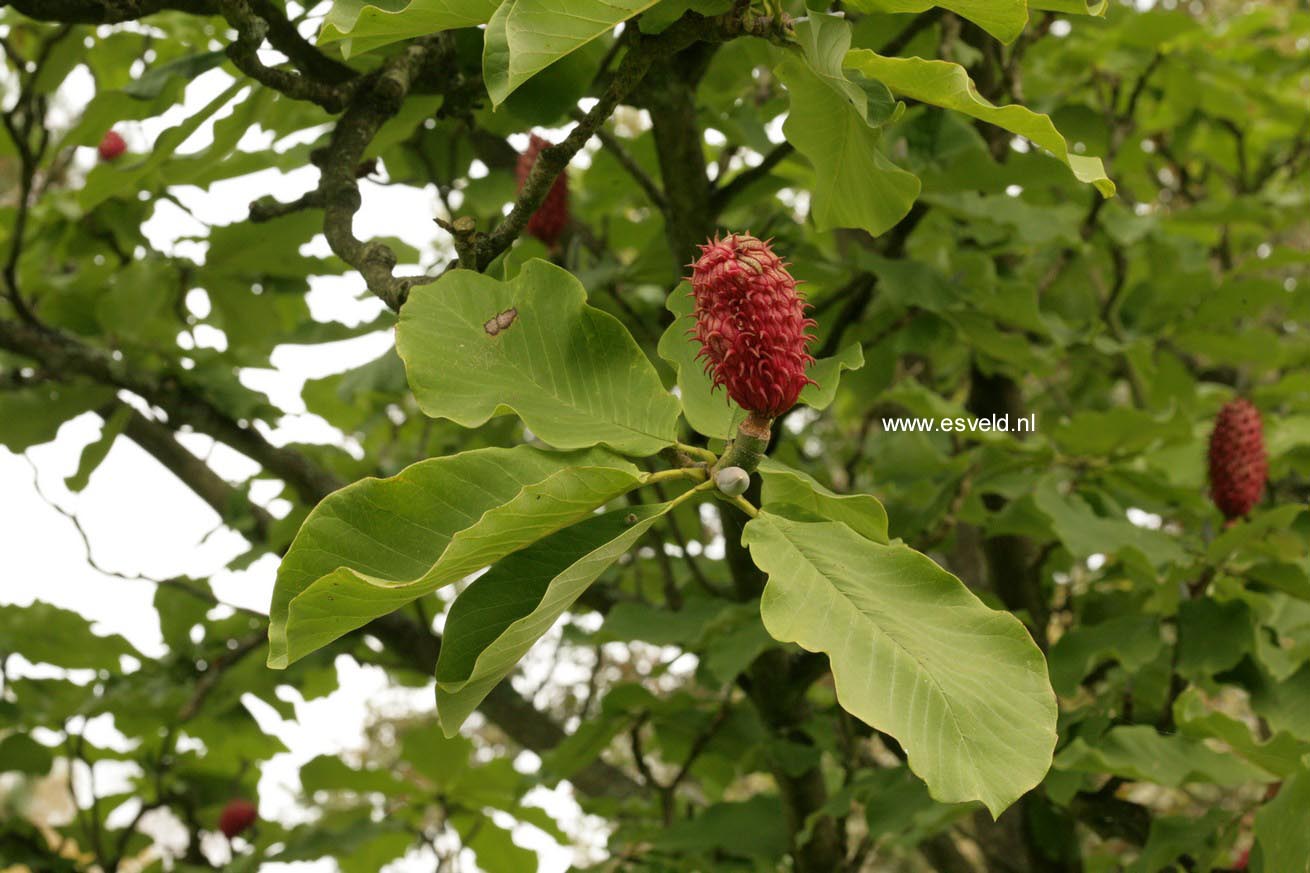 Magnolia obovata