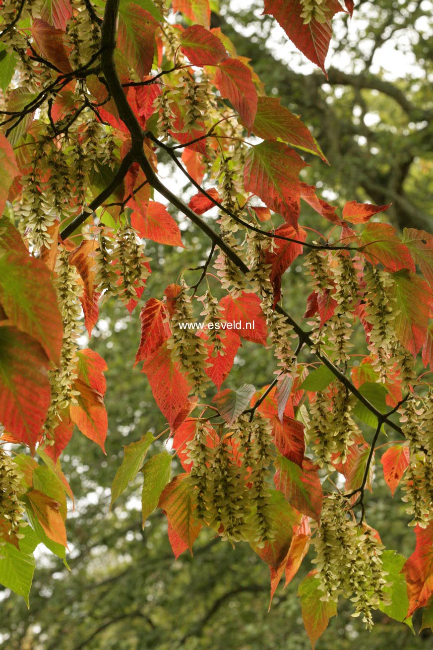 Acer capillipes