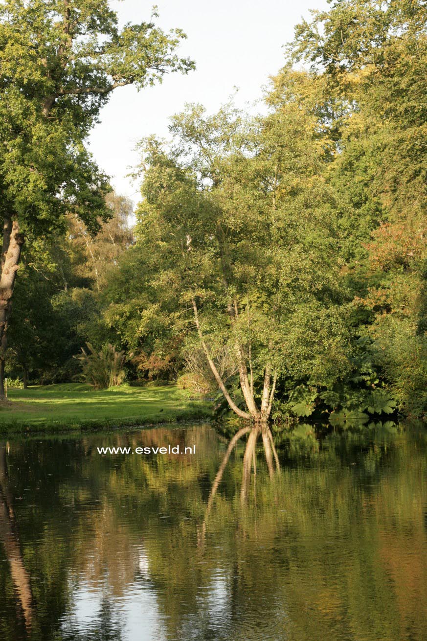 Alnus incana