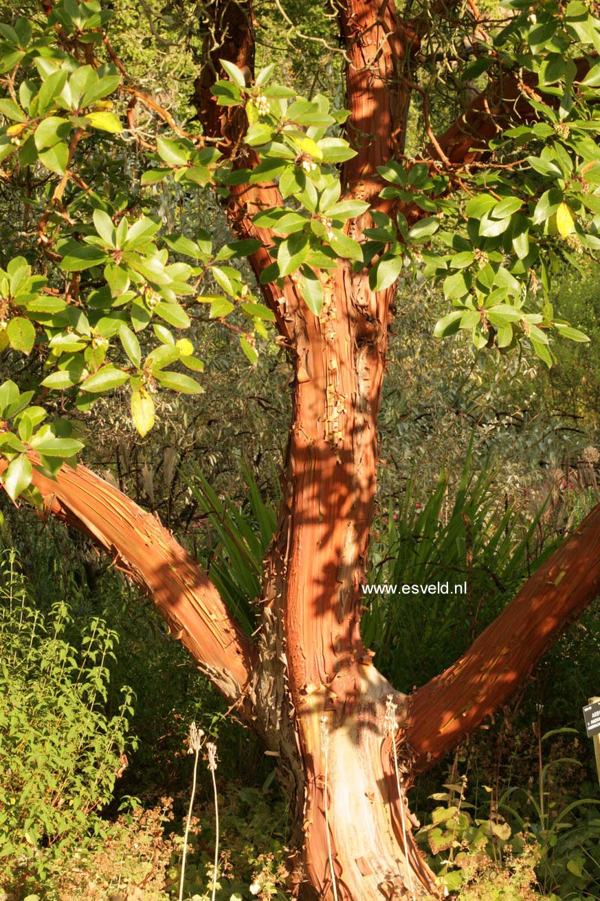 Arbutus andrachnoides