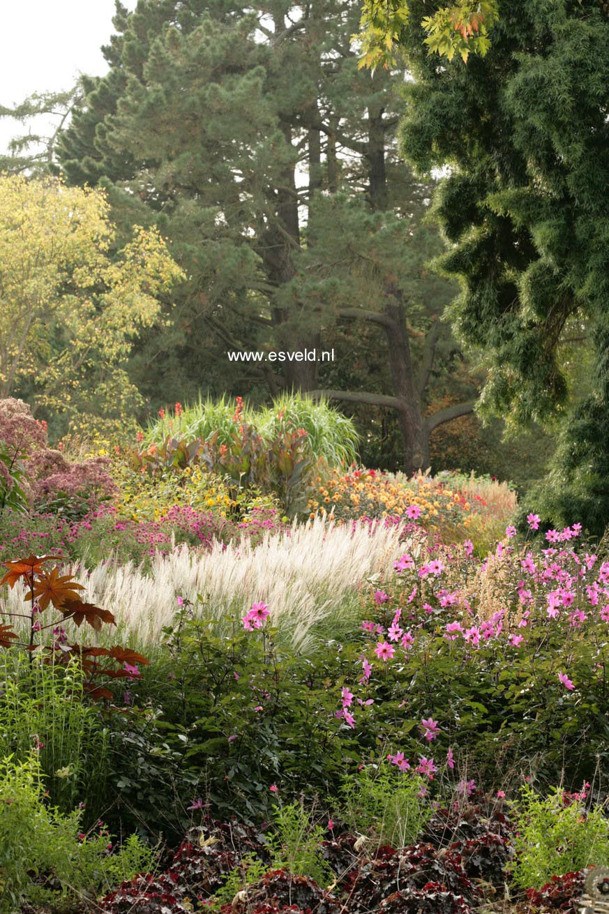 Miscanthus sinensis 'Kleine Silberspinne'