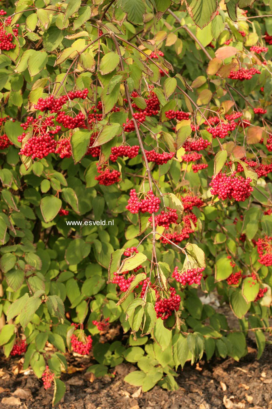 Viburnum betulifolium