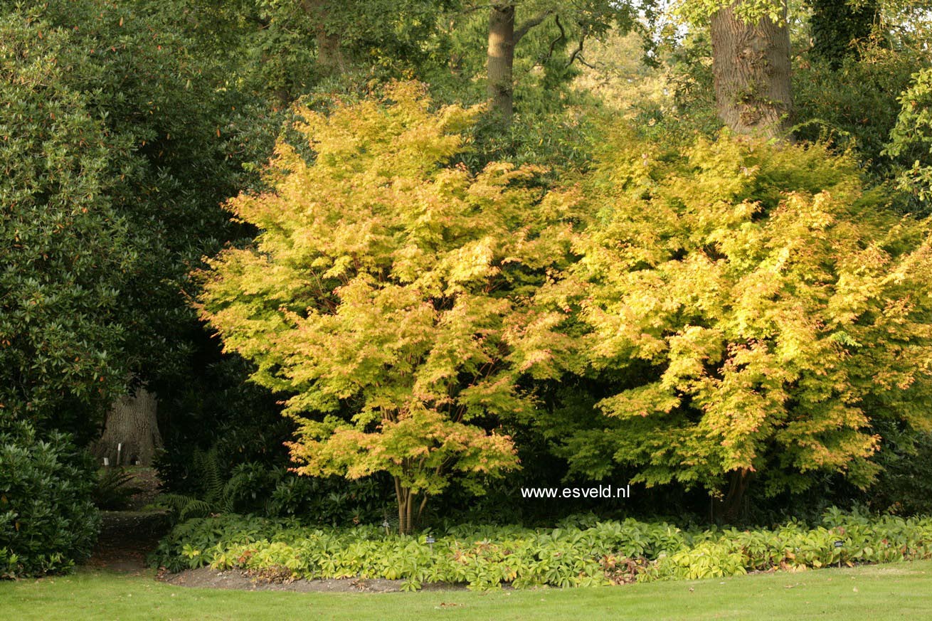 Acer palmatum 'Sango kaku'