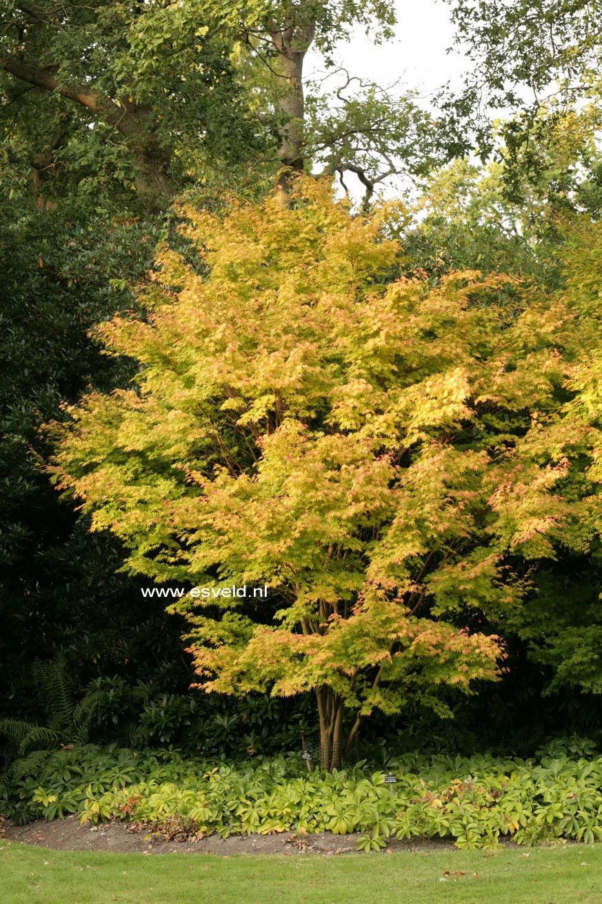 Acer palmatum 'Sango kaku'