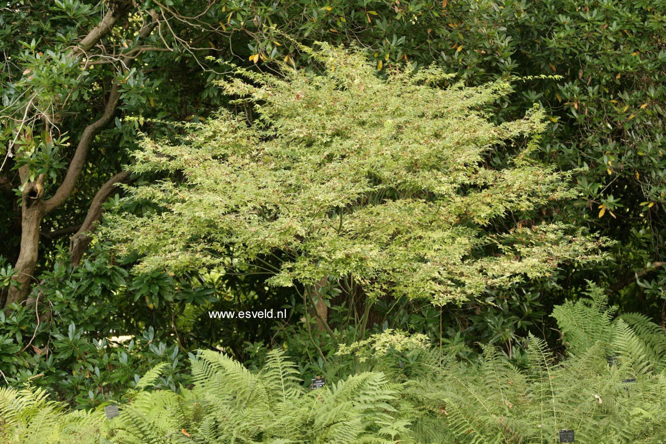 Acer palmatum 'Nishiki gasane'