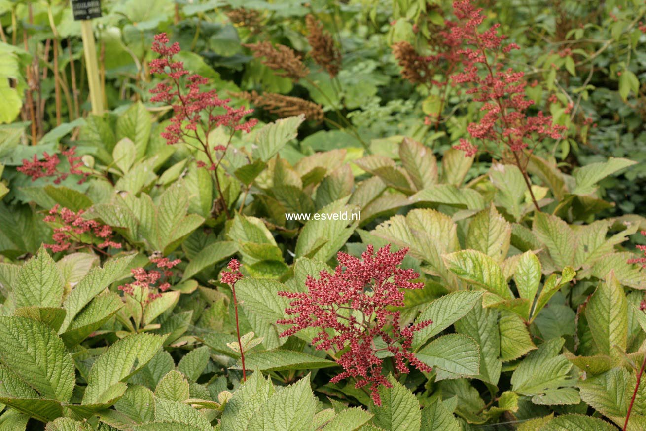 Rodgersia 'Bloody Mary'